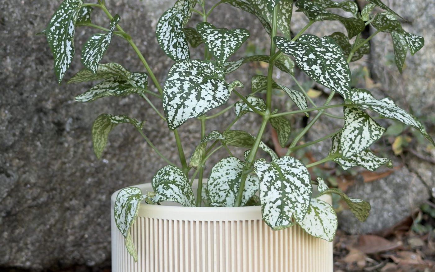 Planta num vaso impresso em 3D.